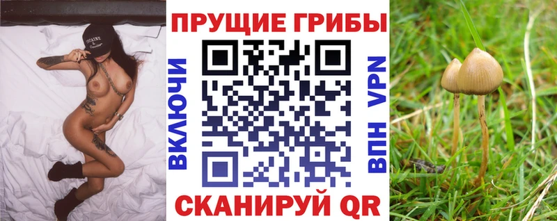 купить  сайты  Поворино  Галлюциногенные грибы Psilocybine cubensis 